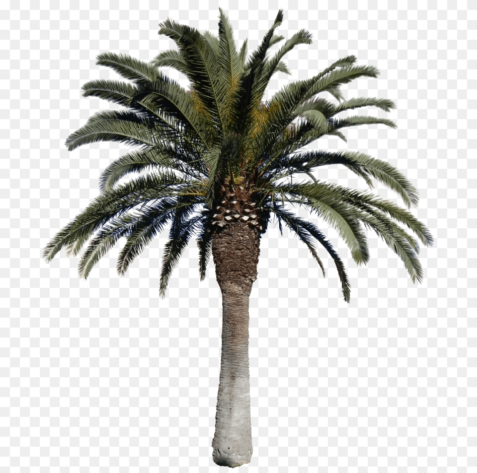 Tropical Palm Tree Transparent, Palm Tree, Plant Png Image