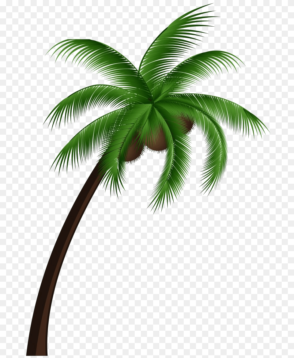 Tropical Palm Tree Transparent Coconut Tree Clipart, Palm Tree, Plant Png