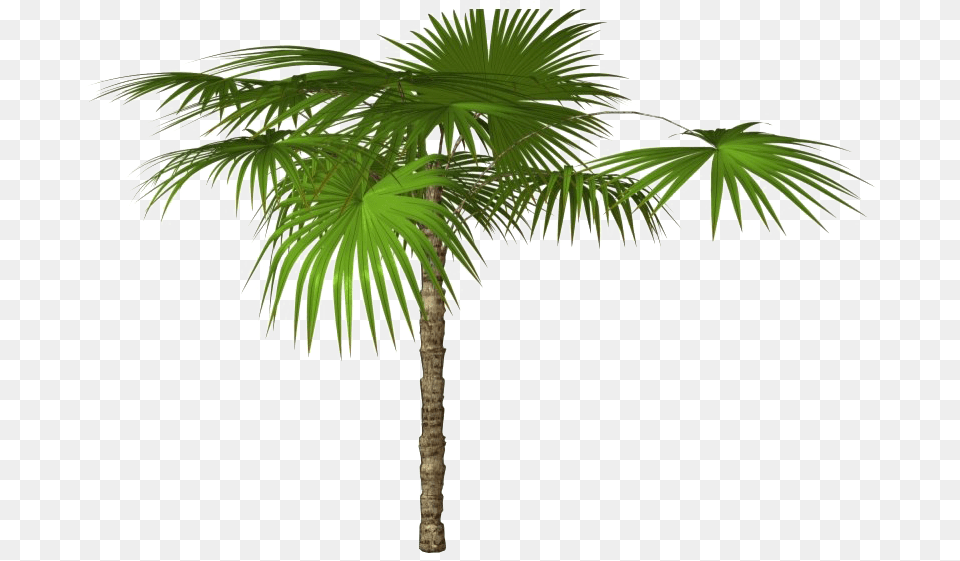 Tropical Palm Tree Images Palm Tree High Resolution, Palm Tree, Plant, Leaf Free Transparent Png