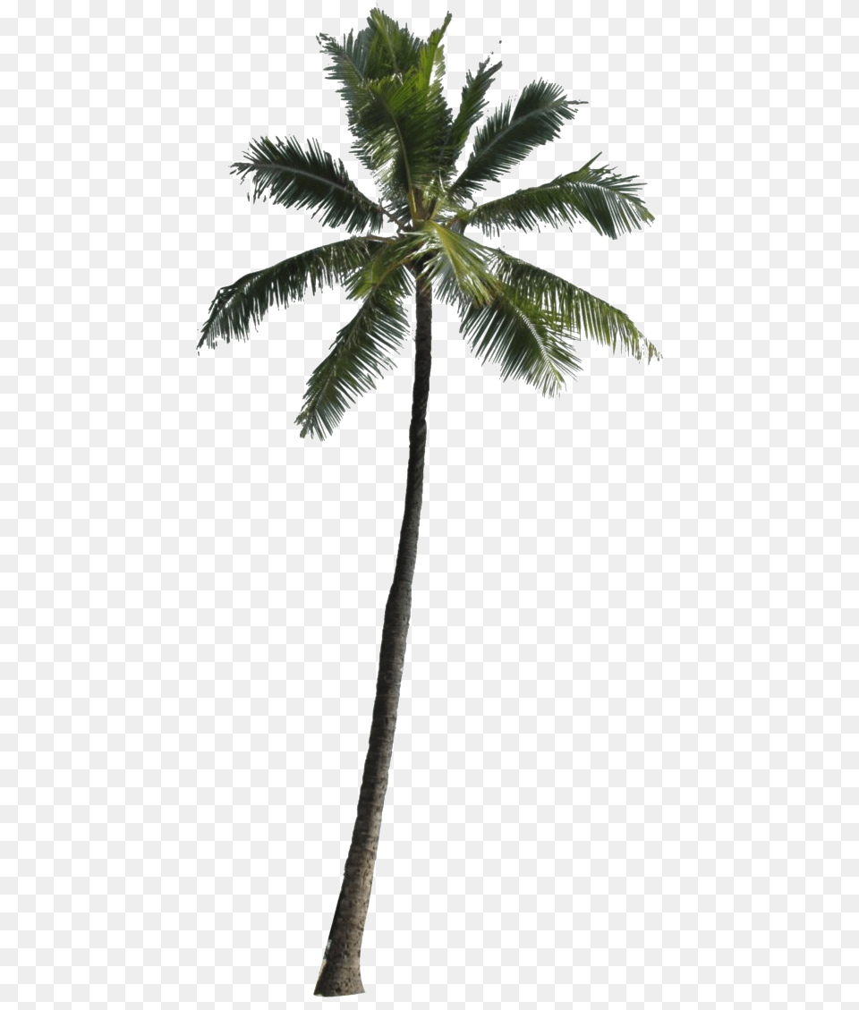 Tropical Palm Tree Play Background Palm Tree, Palm Tree, Plant, Leaf Free Transparent Png