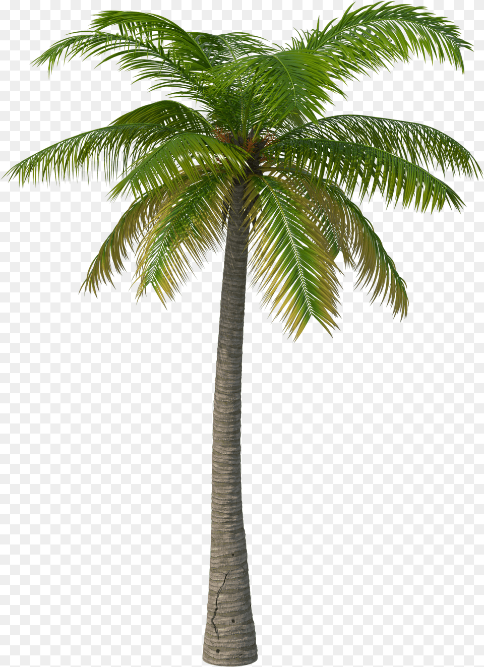 Tropical Palm Trees Transparent Palm Tree Palm Tree, Plant Free Png Download