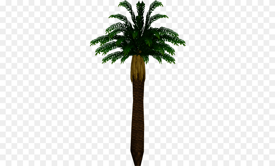 Tropical Palm Wiki, Palm Tree, Plant, Tree, Fern Free Png Download