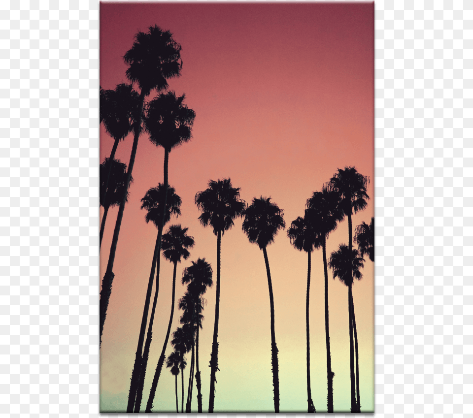 Tropical Palms Iphone Xs Max Wallpaper Palm Trees, Palm Tree, Plant, Silhouette, Summer Png