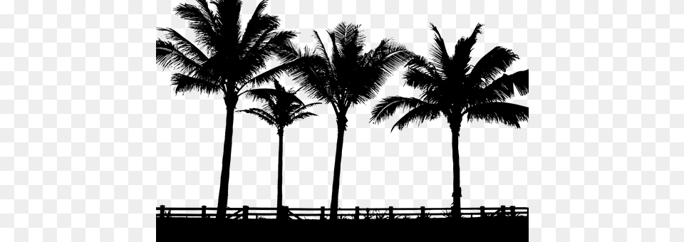 Tropical Palms Trees Silhouette Palms Silhouette, Gray Free Png Download