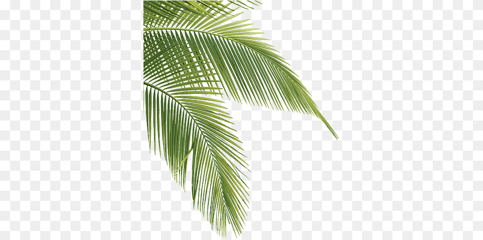Tropical Pine Leaves Palm Tree Leaves, Leaf, Palm Tree, Plant, Fern Free Png Download