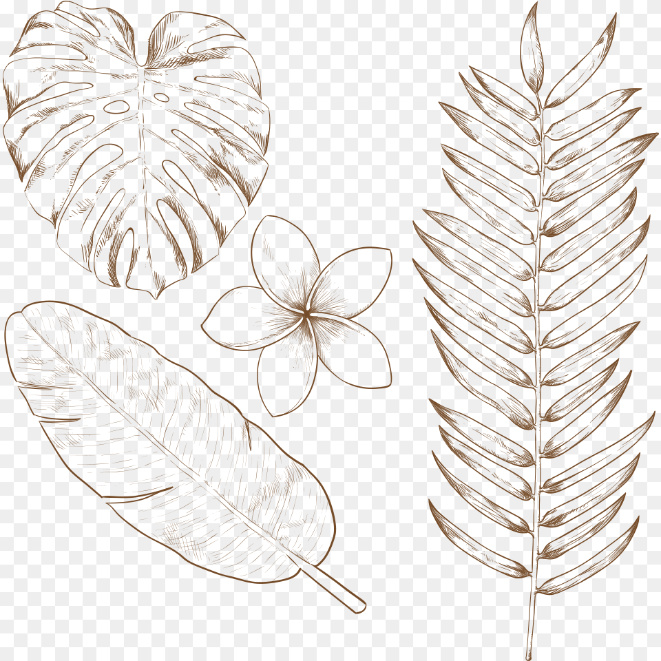 Tropical Plant Hand Drawn Tropical Leaves, Leaf, Art, Drawing Png