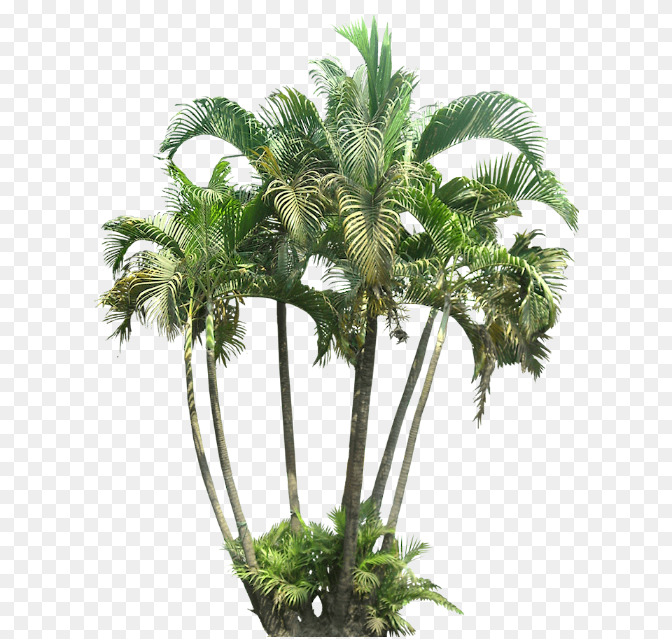 Tropical Plant Images With Transparent Transparent Background Bushes Cut Out, Palm Tree, Tree, Leaf, Vegetation Free Png Download
