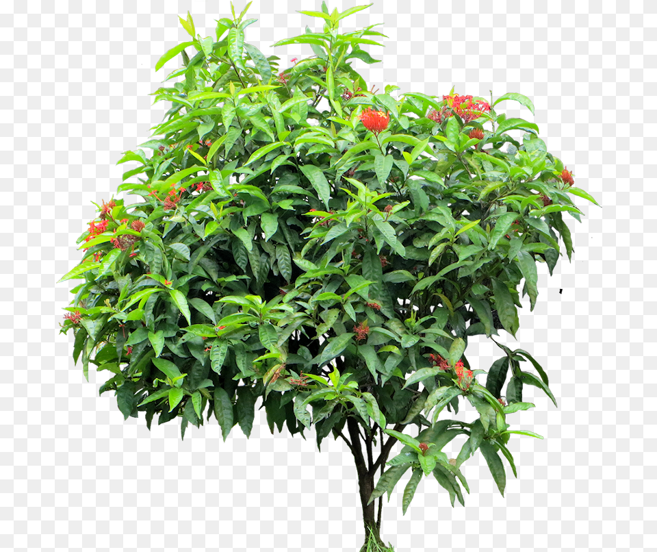 Tropical Plant Ixora Coccinea, Acanthaceae, Flower, Leaf, Potted Plant Free Png Download