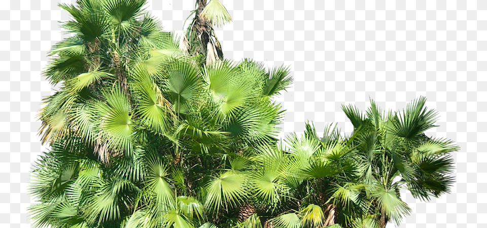 Tropical Plant Pictures Acoelorrhaphe Wrightii Tropical Plants Transparent Background, Conifer, Palm Tree, Tree, Vegetation Free Png
