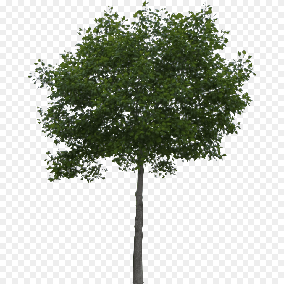 Tropical Plant Pictures December 2009 Bucida Tree, Maple, Oak, Sycamore, Tree Trunk Png Image