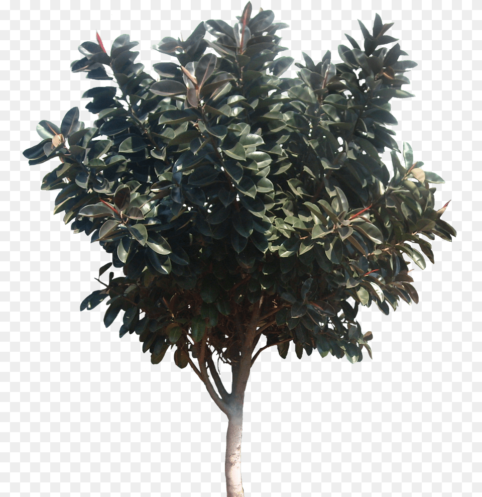 Tropical Plant Pictures Ficus Elastica Rubber Fig Magnolia Tree, Leaf, Potted Plant, Vegetation Free Png Download