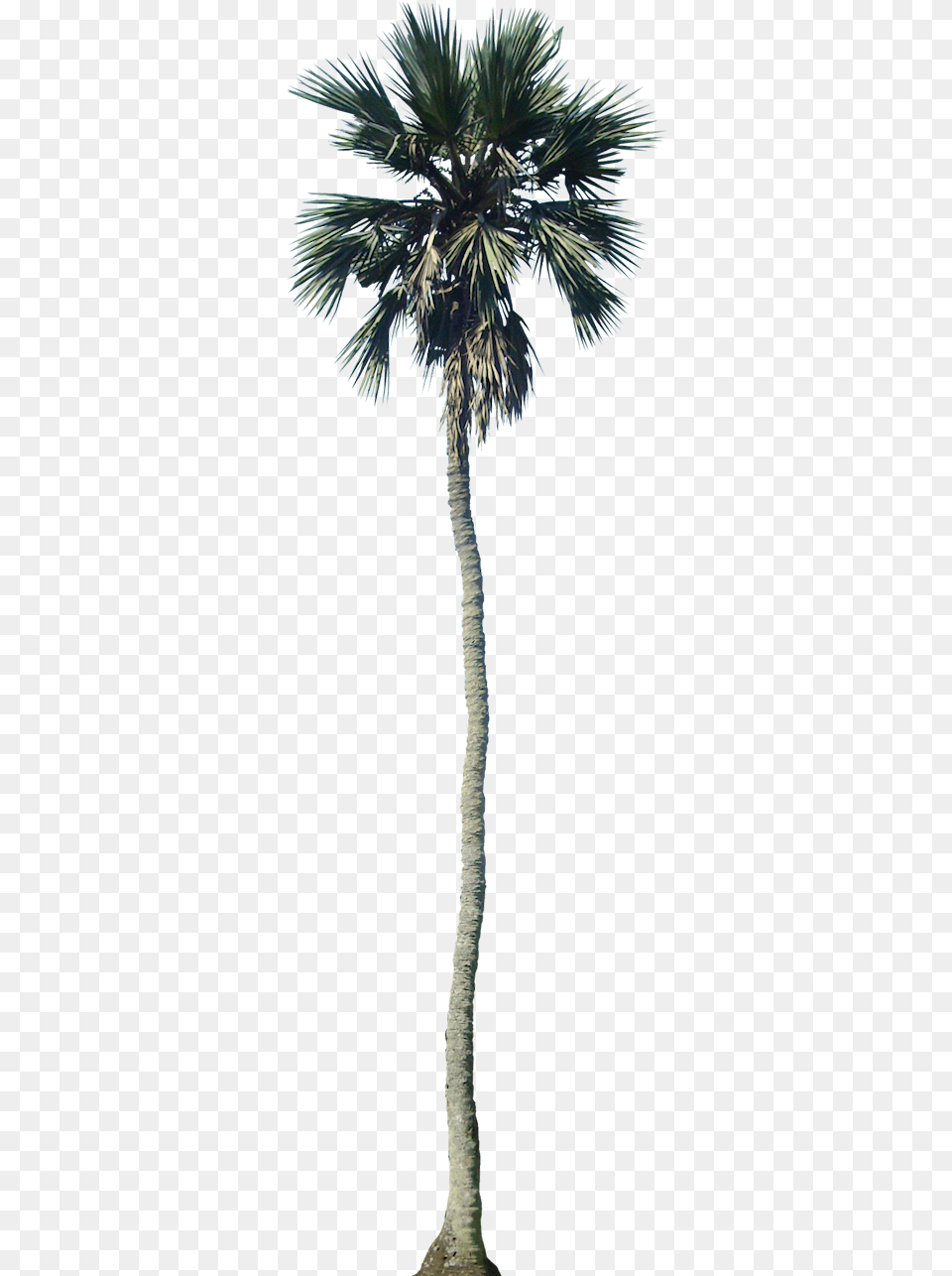 Tropical Plant Pictures Palm Tree Cut Out, Palm Tree Free Transparent Png