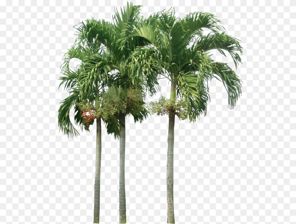 Tropical Plant Pictures Palm Tree Elevation, Palm Tree, Vegetation, Leaf Free Png Download