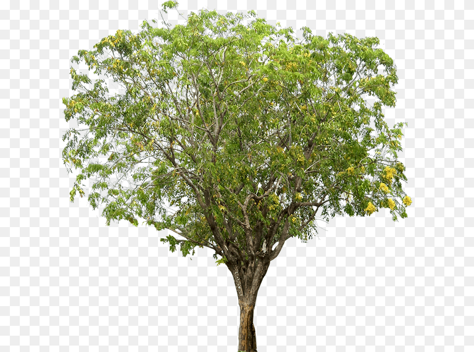 Tropical Plant Pictures Pterocarpus Indicus Rosewood Tamarind Tree Images, Oak, Sycamore, Tree Trunk Free Png
