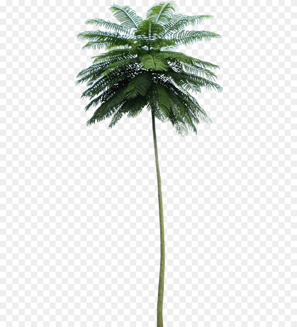 Tropical Plant Pictures Schizolobium Parahyba, Leaf, Palm Tree, Tree, Fern Free Png