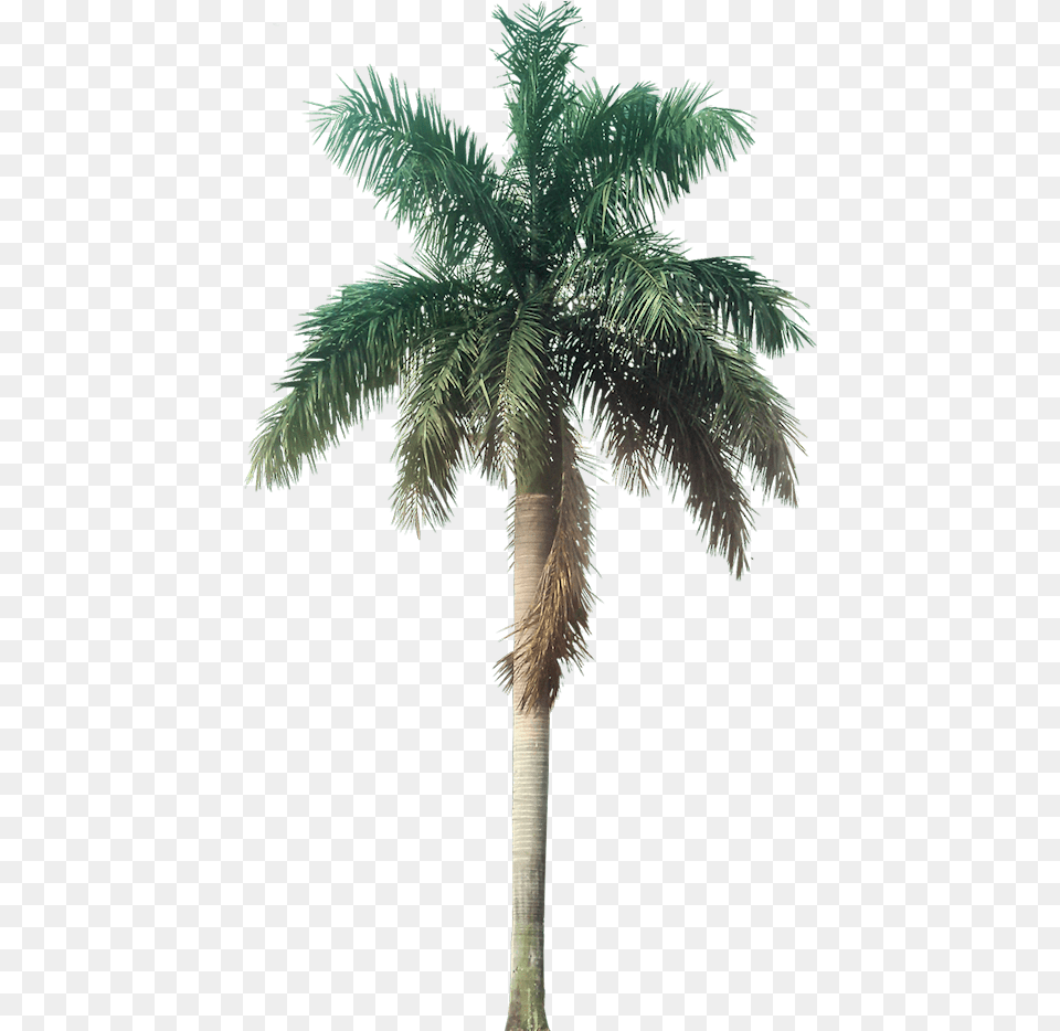 Tropical Plant Pictures Transparent Background Tropical Tree, Palm Tree Free Png