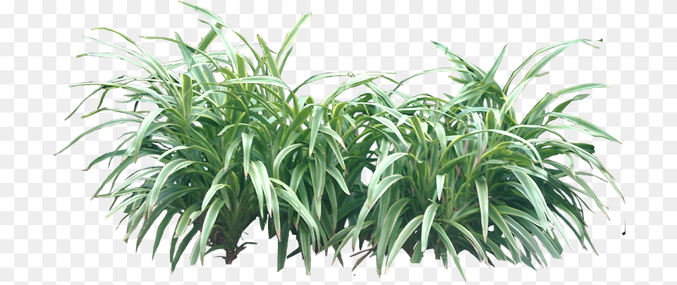 Tropical Plant Pictures Transparent Plant, Grass, Vegetation, Flax, Flower Png