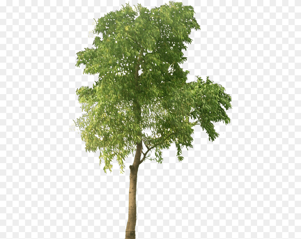 Tropical Plant Pictures Tree Acacia Auriculiformis High Resolution Trees, Oak, Sycamore, Tree Trunk, Maple Free Png