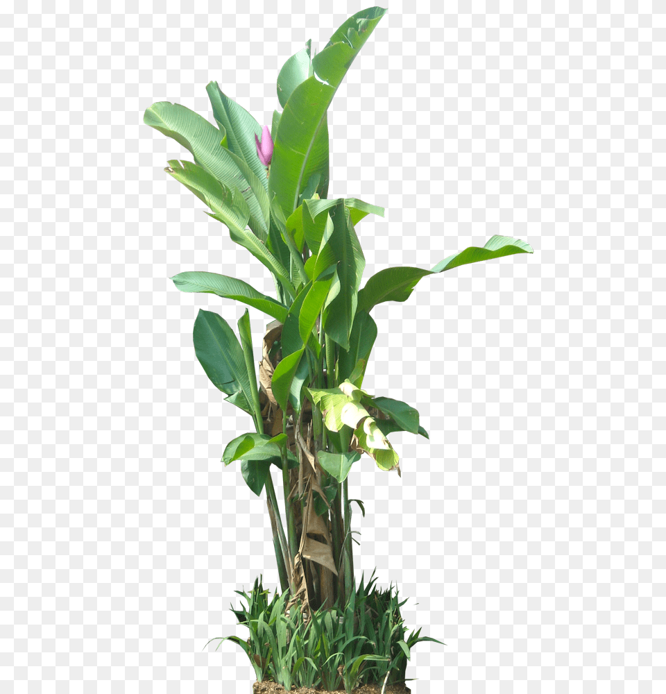 Tropical Plant Pictures Tropical Vegetation, Flower, Flower Arrangement, Flower Bouquet, Leaf Png