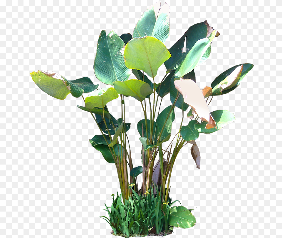 Tropical Plants, Flower, Flower Arrangement, Leaf, Plant Free Png