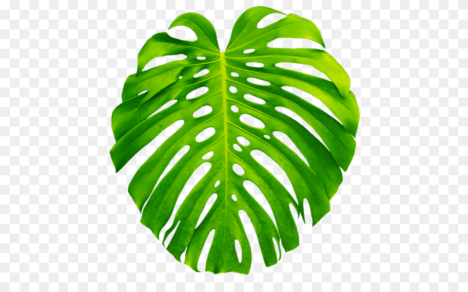 Tropical Plants, Leaf, Plant Free Png Download