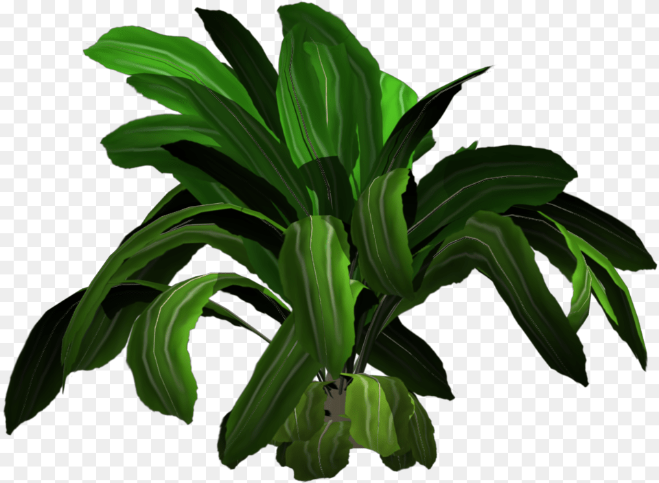 Tropical Plants, Green, Leaf, Plant, Potted Plant Png Image