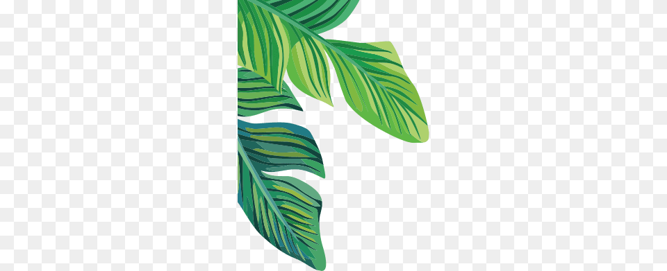 Tropical Plants Banana Leaves Freetoedit, Green, Leaf, Plant, Vegetation Png