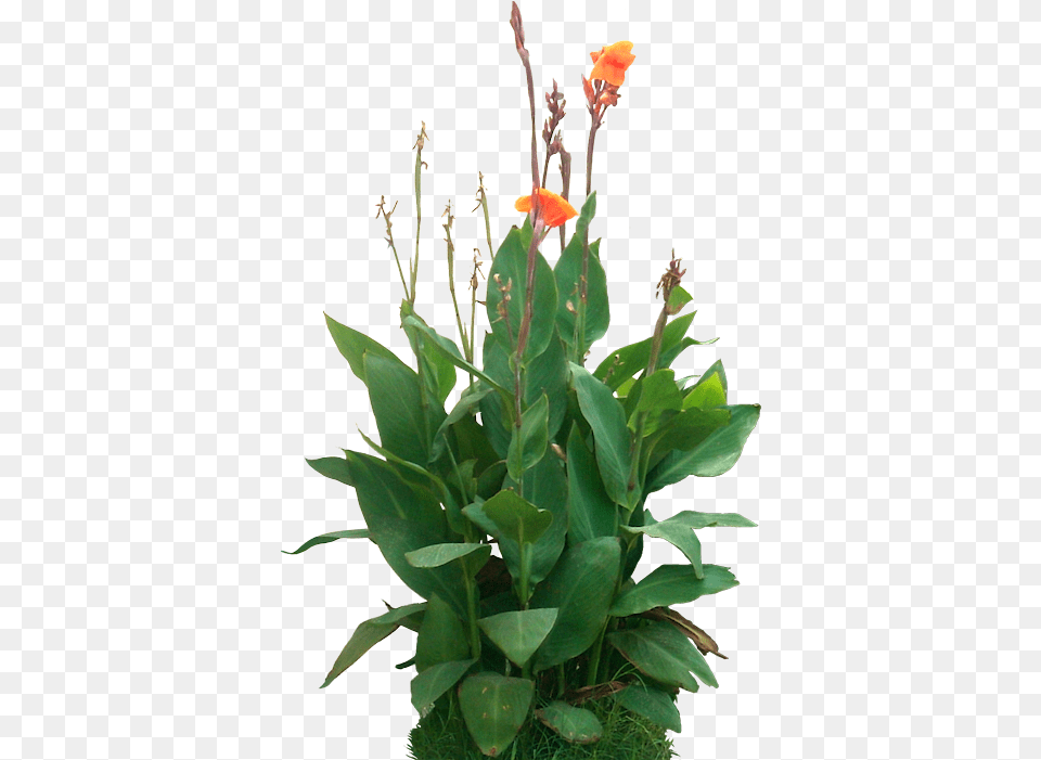 Tropical Plants Canna Indica, Flower, Plant, Flower Arrangement Free Png Download