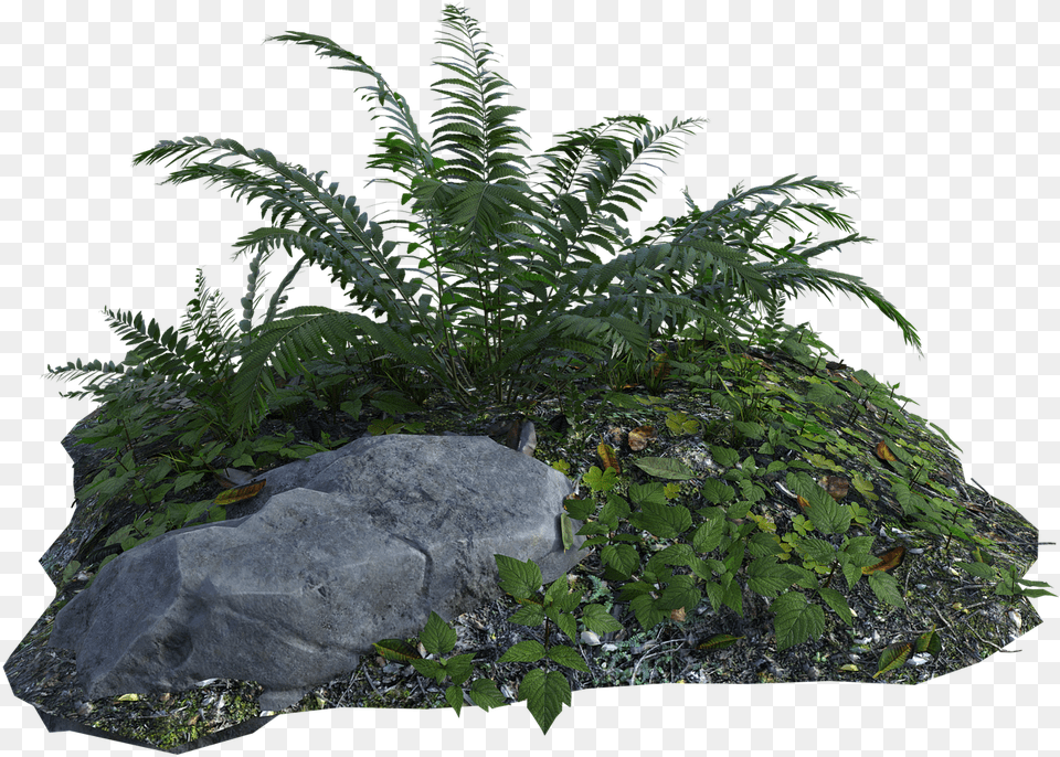 Tropical Plants Fern Rocks Grass Botany Green Tropical Plant, Leaf, Tree, Slate Free Png Download
