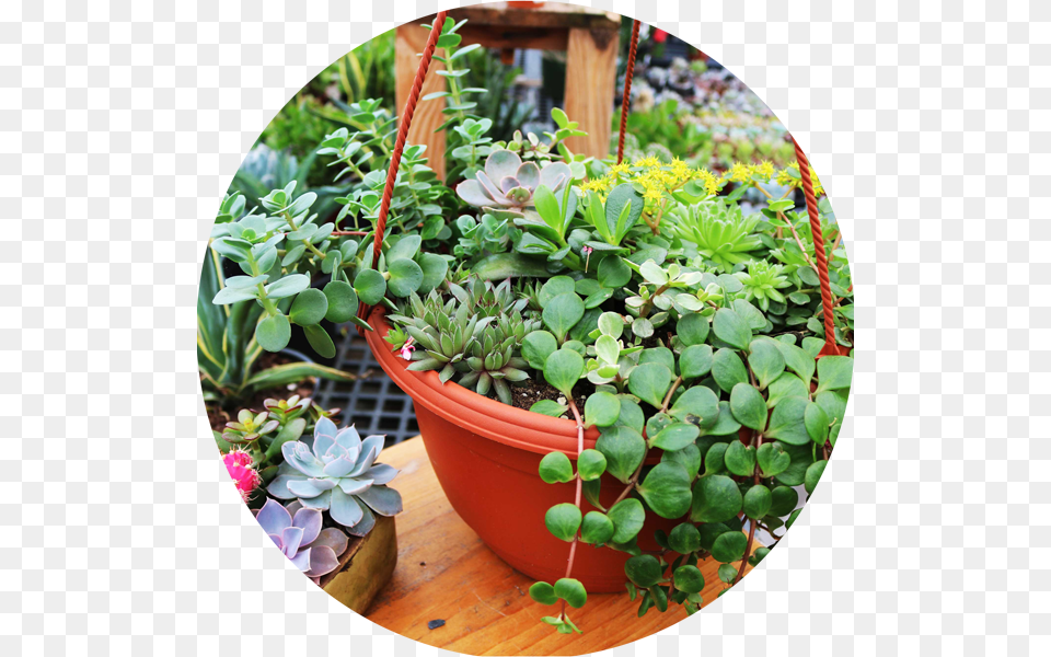 Tropical Plants Flowerpot, Vase, Pottery, Potted Plant, Jar Free Png