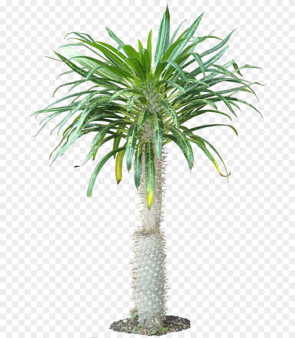 Tropical Plants Houseplant, Palm Tree, Plant, Tree Free Png Download