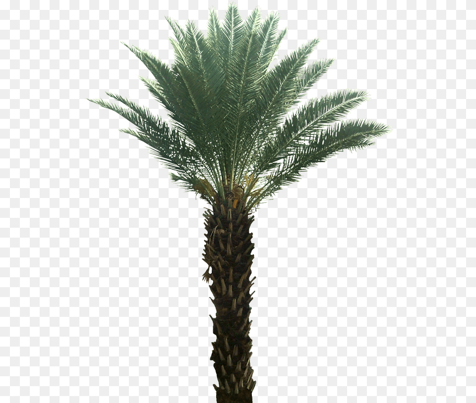 Tropical Plants On Transparent Background, Palm Tree, Plant, Tree Png Image