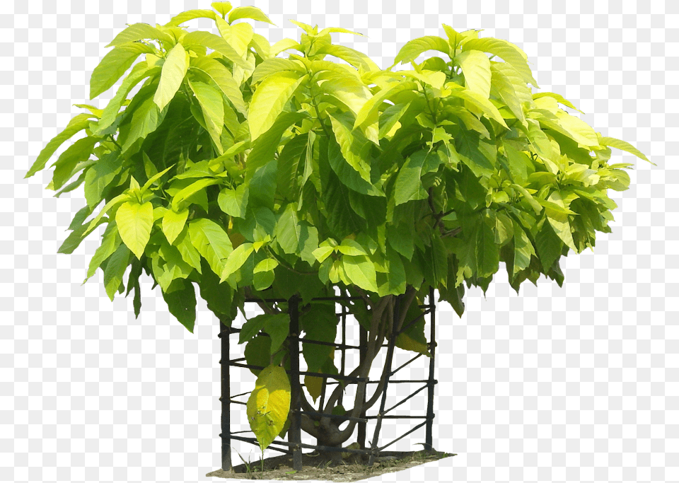 Tropical Plants Pisonia Alba Plant, Tree, Potted Plant, Leaf, Vegetation Png Image