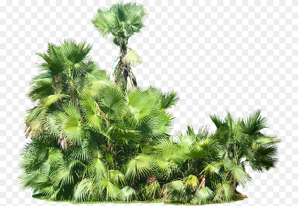 Tropical Plants Transparent Background, Palm Tree, Plant, Tree, Vegetation Free Png Download