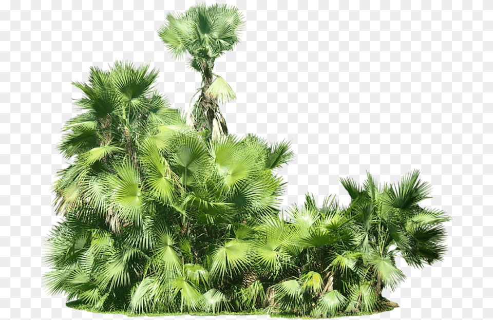 Tropical Plants Background, Palm Tree, Plant, Tree, Vegetation Free Transparent Png