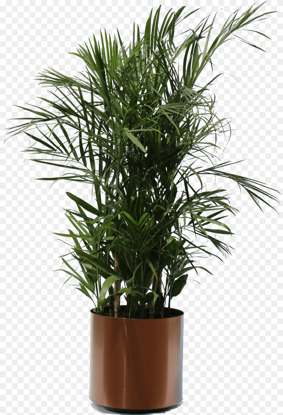 Tropical Plants Transparent Planter Palm Tree, Jar, Palm Tree, Plant, Potted Plant Png Image