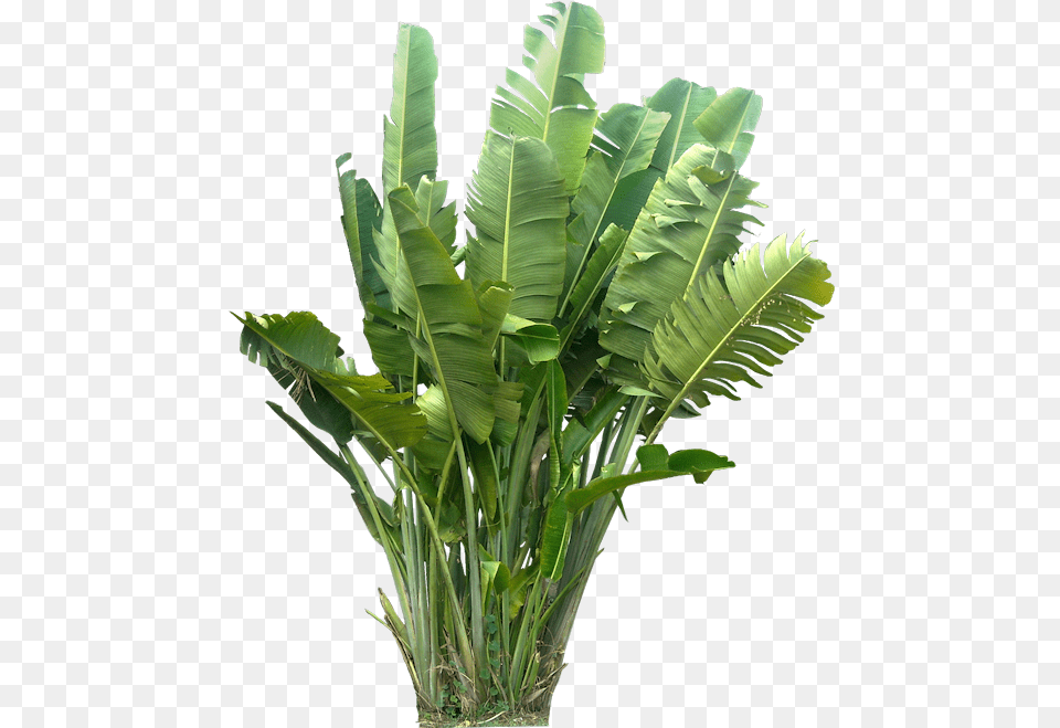 Tropical Plants Tropical Plants Plant, Leaf Png Image