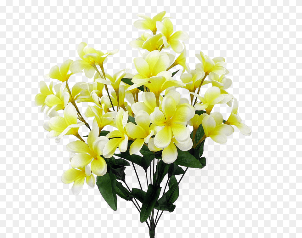 Tropical Plumeria Bush Creamyllw Bouquet, Flower, Flower Arrangement, Flower Bouquet, Petal Png