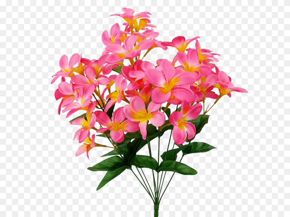 Tropical Plumeria Bush Pink Moth Orchids, Flower, Flower Arrangement, Flower Bouquet, Plant Free Transparent Png