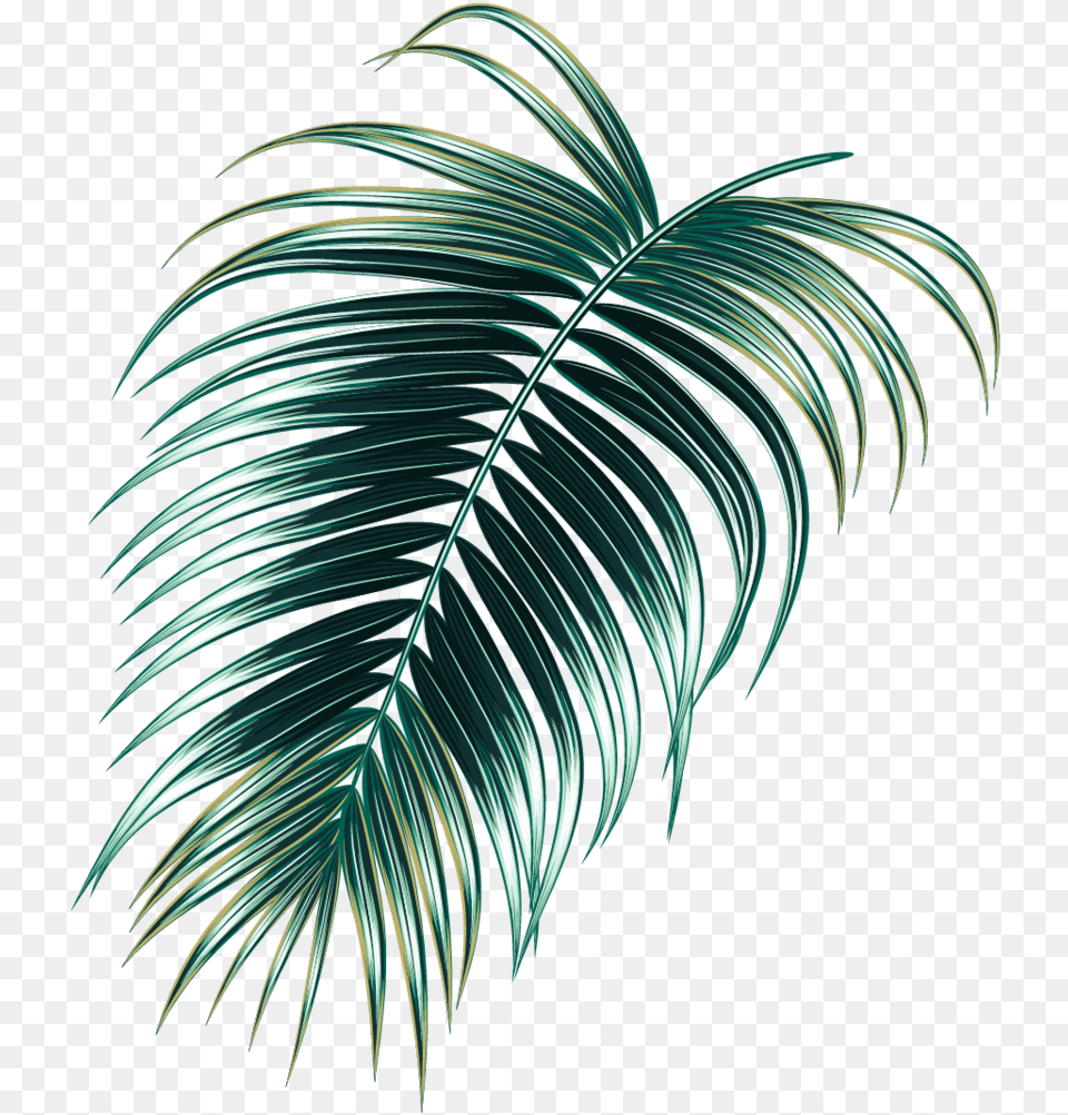 Tropical Rainforest Download Tropical Jungle Leaf, Plant, Pattern, Accessories, Graphics Png