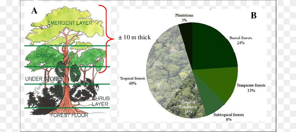 Tropical Rainforest Proportion And Its Forest Canopy Porcentaje De Bosques En El Mundo, Land, Nature, Outdoors, Plant Free Png Download