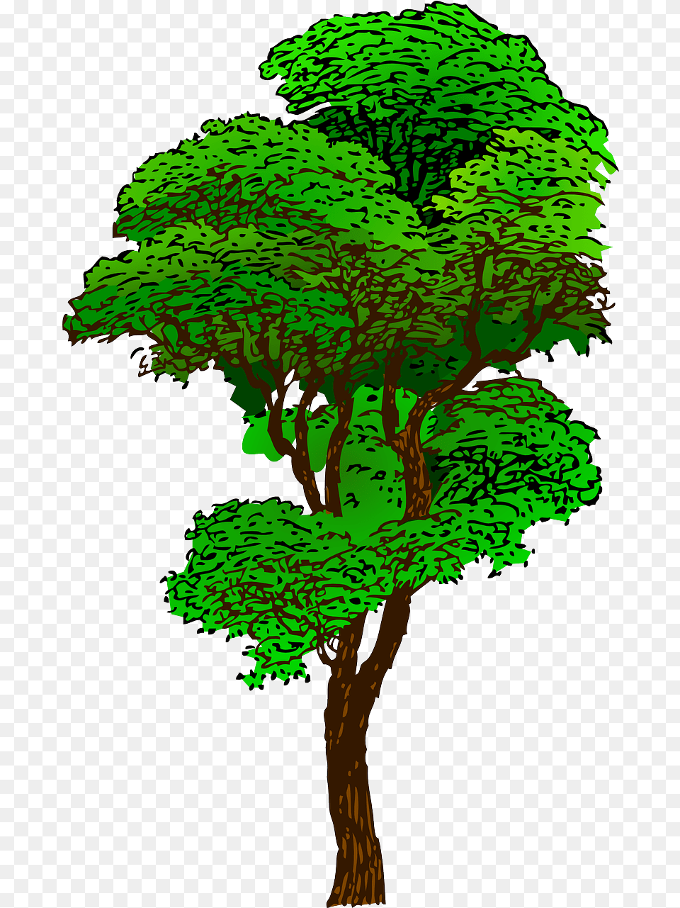 Tropical Rainforest Tree Clip Art Rainforest Tree Clipart, Plant, Tree Trunk, Oak, Sycamore Free Transparent Png