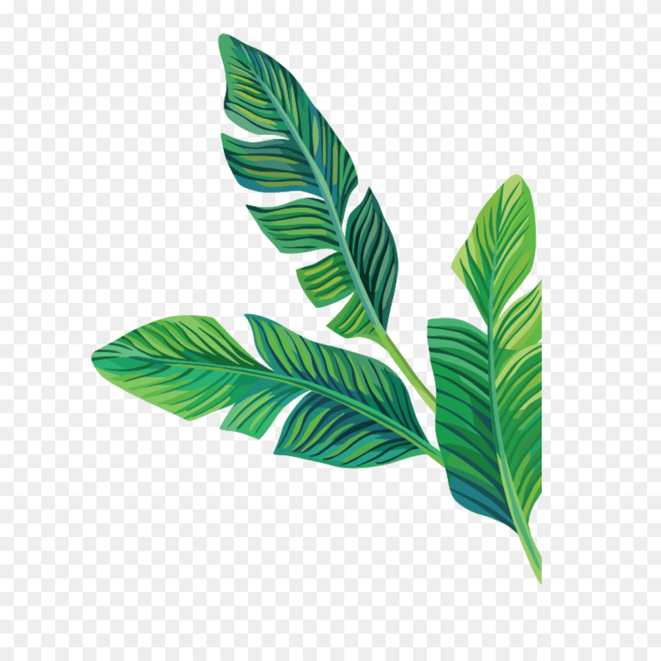 Tropical Stickers Aesthetic Cute Filter Flo, Leaf, Plant, Annonaceae, Tree Png Image