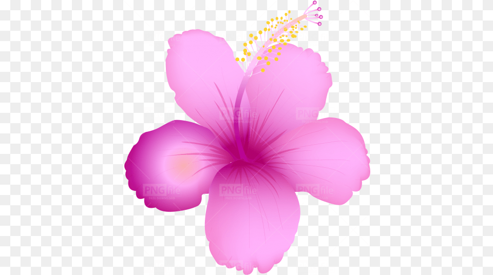 Tropical Summer Flower Hawaiian Hibiscus, Plant Free Png