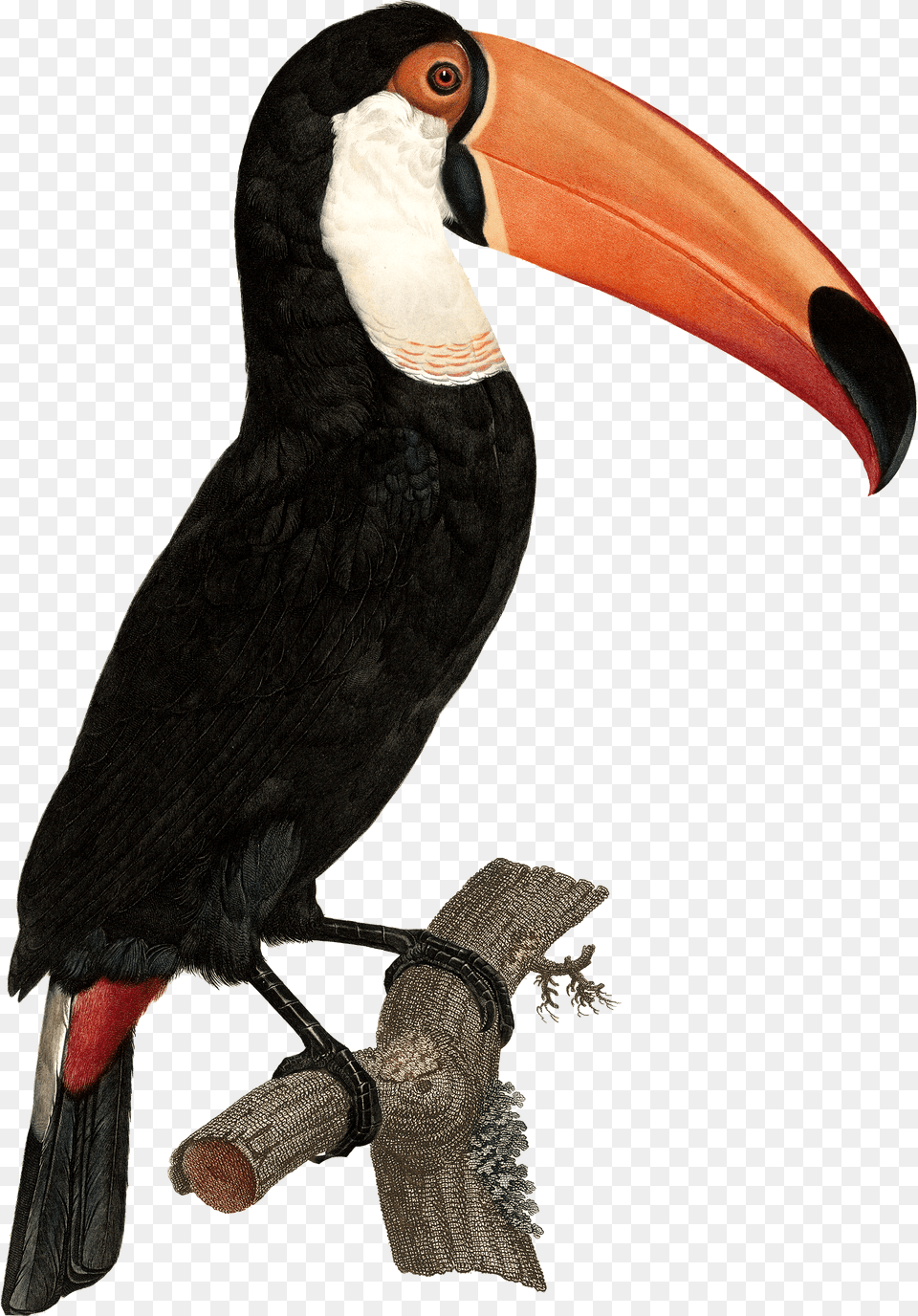 Tropical Toucan Tocan Bird, Animal, Beak Free Png Download
