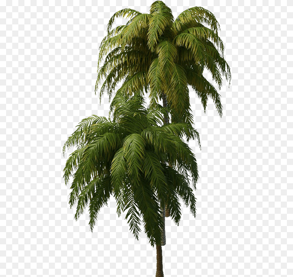 Tropical Tree Hd Quality Real Transparent Background Tropical Tree, Palm Tree, Plant, Leaf, Fern Free Png Download