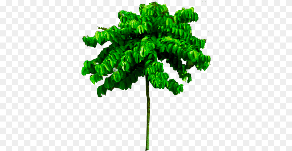 Tropical Tree Image High Quality, Green, Leaf, Plant, Vegetation Free Png