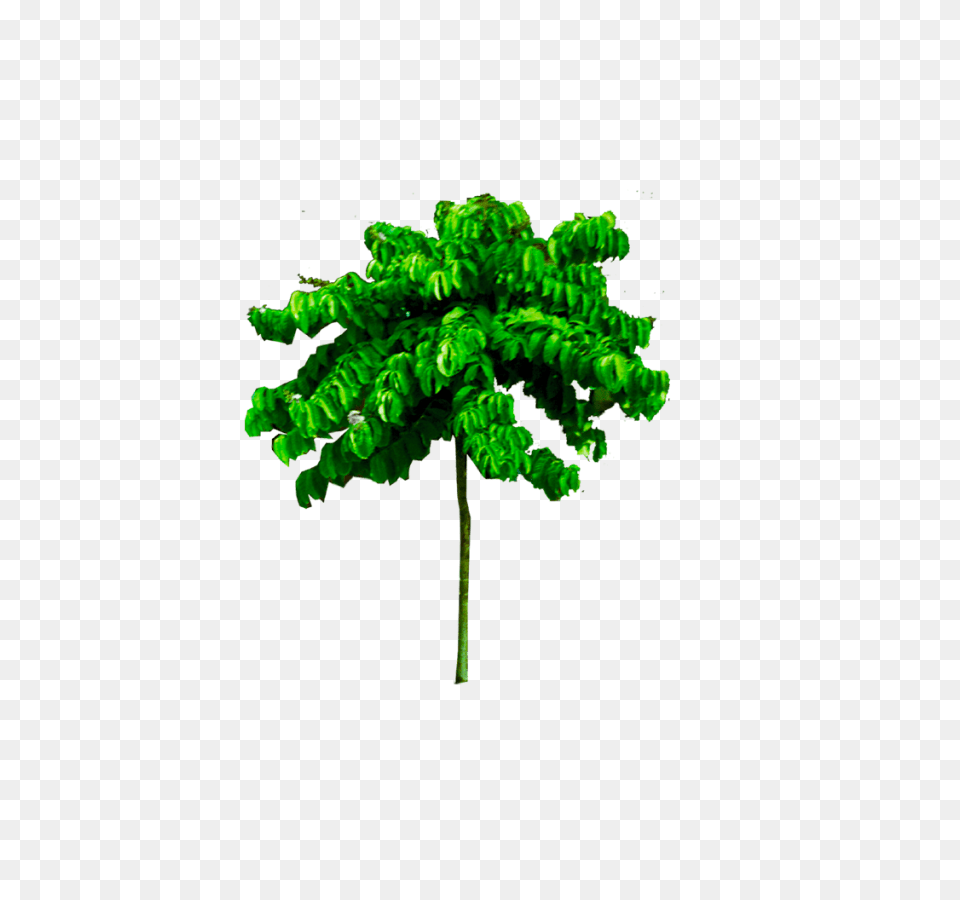 Tropical Tree Image High Quality Background, Green, Leaf, Plant, Potted Plant Free Png Download