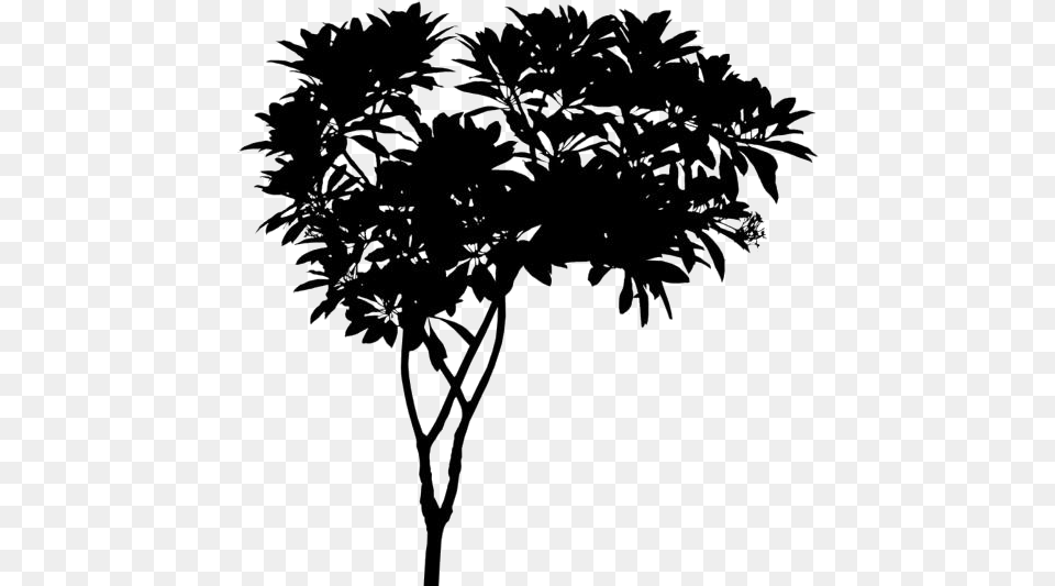Tropical Trees Transparent Plumeria Tree, Art, Drawing, Plant, Blackboard Free Png