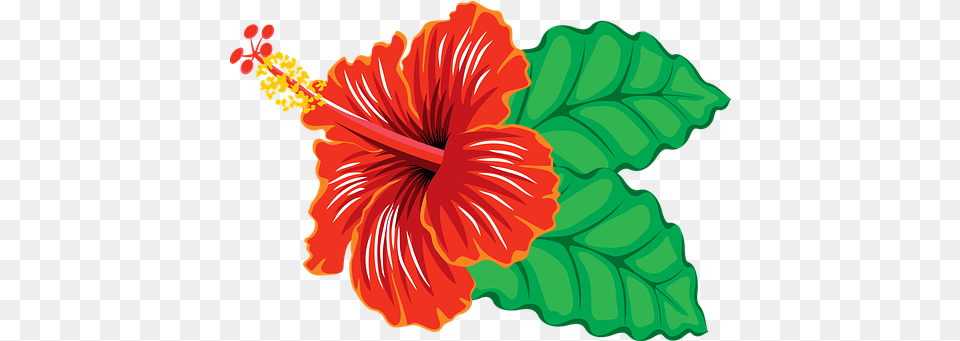 Tropical U0026 Fish Vectors Pixabay Clipart Hibiscus Flower, Plant Free Png